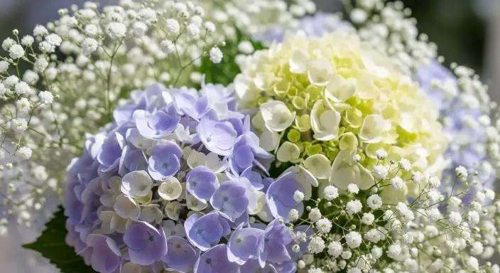 25 Stunning Hydrangea Bouquets for Every Occasion 22 Hydrangea and Baby’s Breath Sweetness