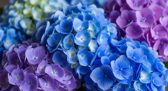 25 Stunning Hydrangea Bouquets for Every Occasion 5 Vibrant Blue and Purple Hydrangeas