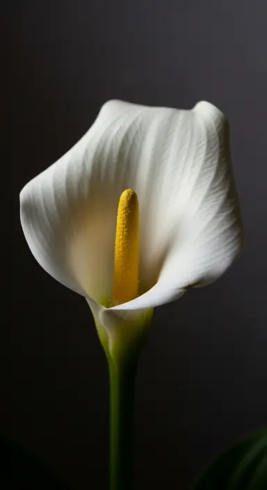 50 Stunning Flower Phone Wallpapers to Brighten Your Screen 71 Bold Zantedeschia Elegance