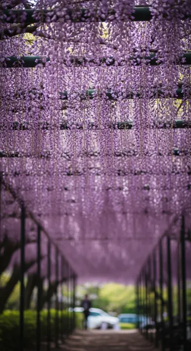 50 Stunning Flower Phone Wallpapers to Brighten Your Screen 23 Dreamy Wisteria Canopy