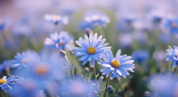 Top 10 Stunning Flower Phone Wallpapers to Brighten Your Screen 9 Ethereal Blue Daisies with Bokeh
