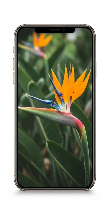 50 Stunning Flower Phone Wallpapers to Brighten Your Screen 14 Exotic Bird of Paradise