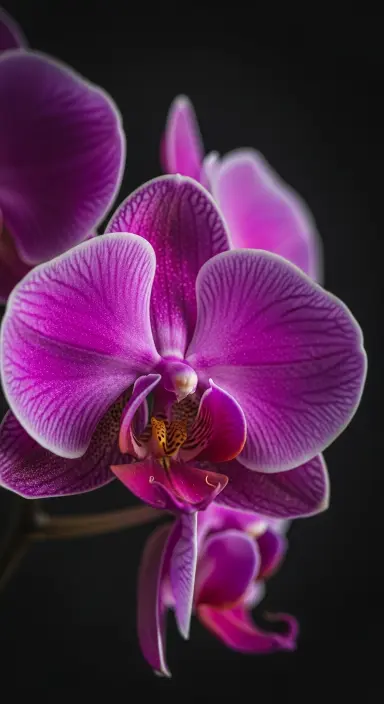 50 Stunning Flower Phone Wallpapers to Brighten Your Screen 20 Mesmerizing Orchid Close-Up