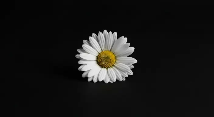 Top 10 Stunning Flower Phone Wallpapers to Brighten Your Screen 3 Minimalist White Daisy on Black