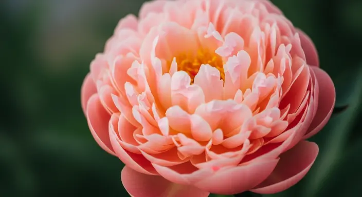 Top 10 Stunning Flower Phone Wallpapers to Brighten Your Screen 10 Peony Blossom in Soft Peach
